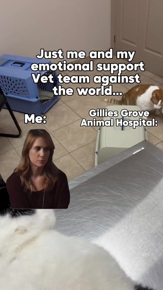 TikTok video thumbnail by thebighousecats
