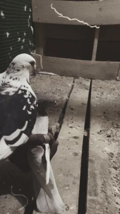 TikTok video thumbnail by banti__krc_
