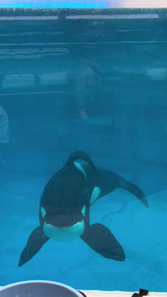 TikTok video thumbnail by luv_orcas