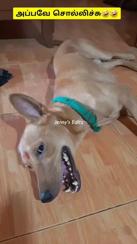 TikTok video thumbnail by g_jenny8