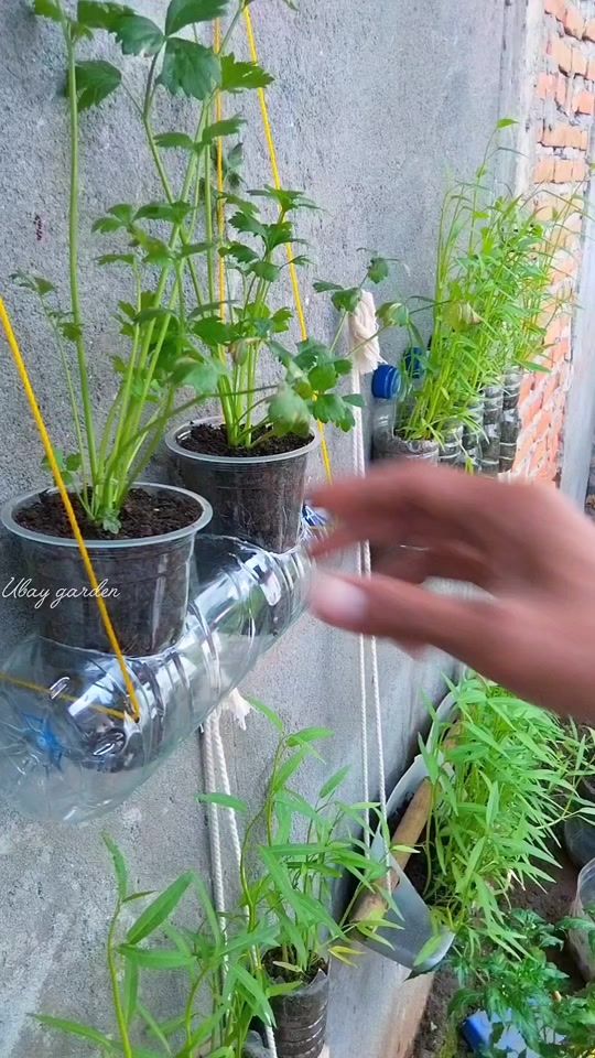 TikTok video thumbnail by ubay.garden