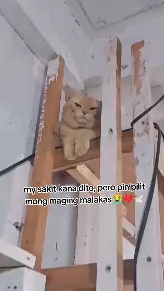 TikTok video thumbnail by laira780