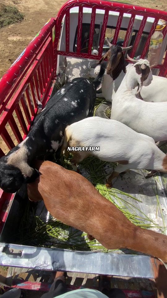 TikTok video thumbnail by nagrafarm1