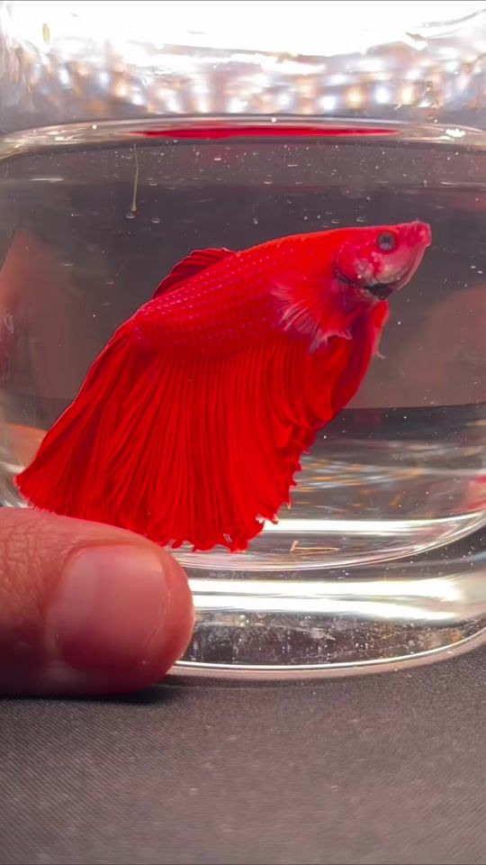 TikTok video thumbnail by artvarium_zoo