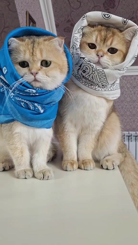 TikTok video thumbnail by zoo_jasmin