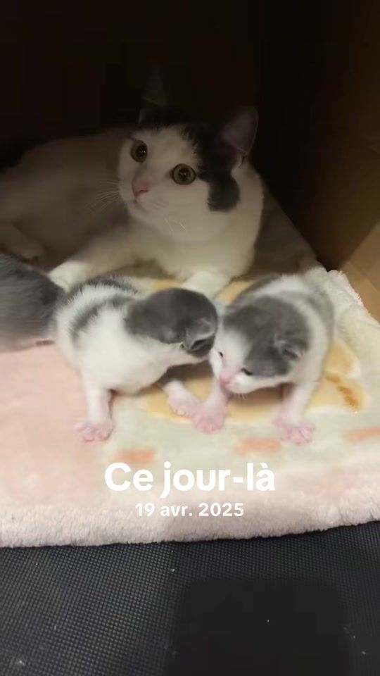 TikTok video thumbnail by katichat1