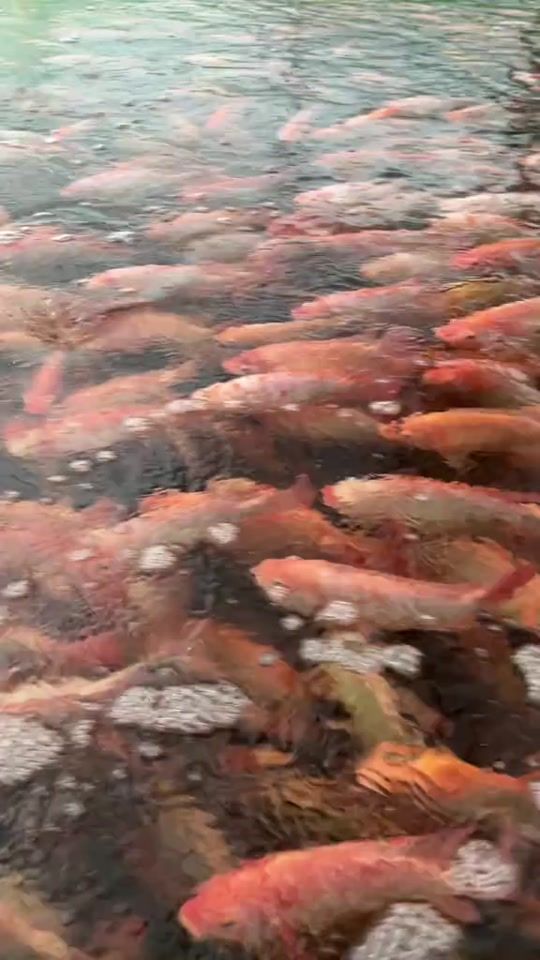 TikTok video thumbnail by conseptaquarium4