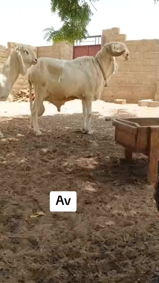TikTok video thumbnail by ecko.david