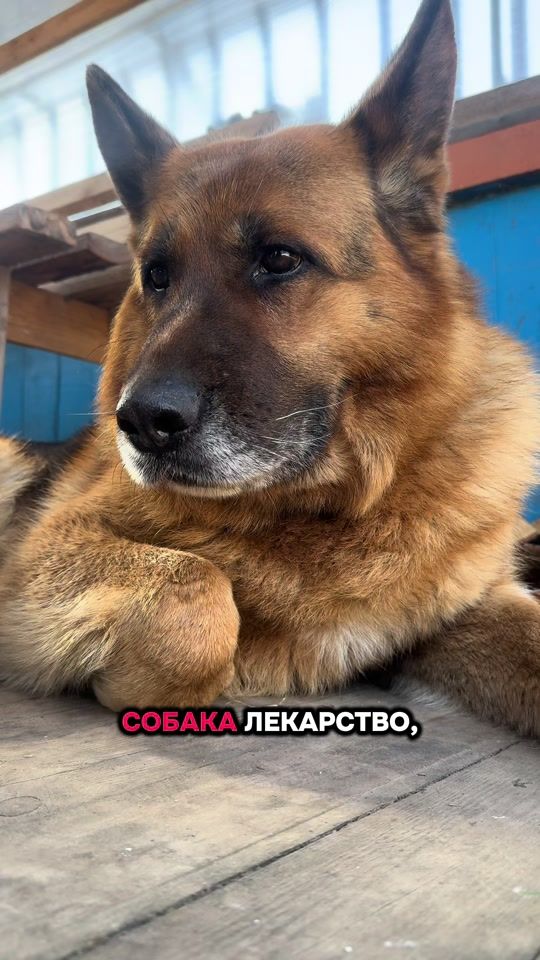 TikTok video thumbnail by altai_nemez