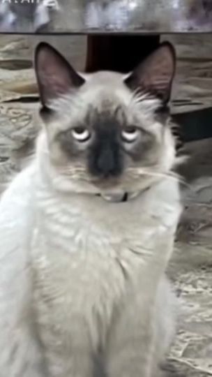 TikTok video thumbnail by thedonatoclips11
