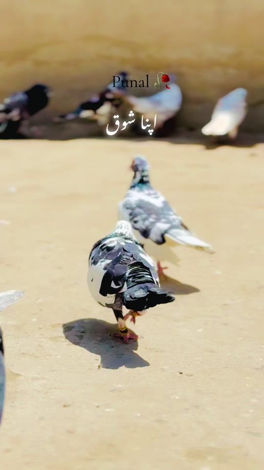 TikTok video thumbnail by punnalkhan15