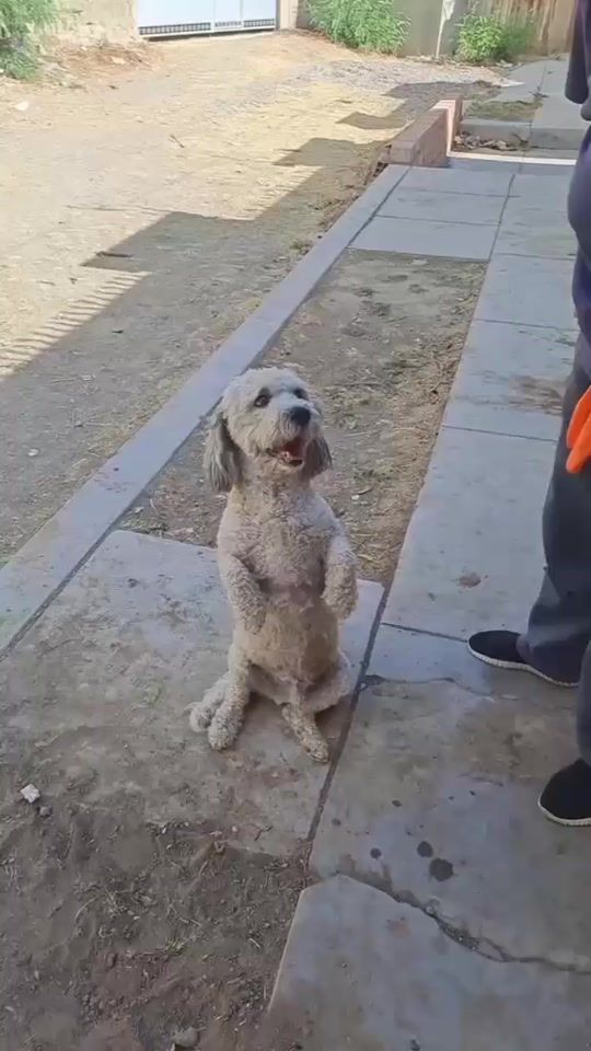 TikTok video thumbnail by tiancucucris