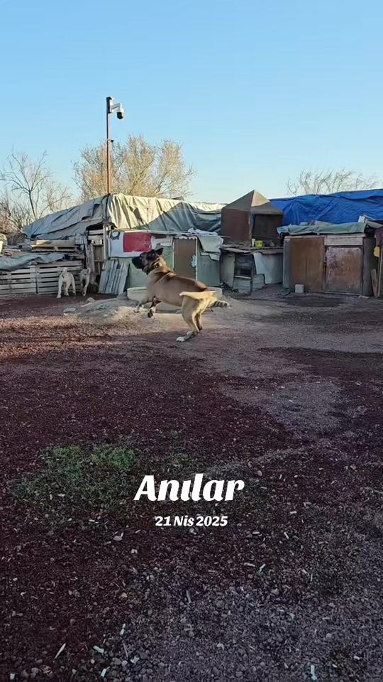 TikTok video thumbnail by hdkangalwolf