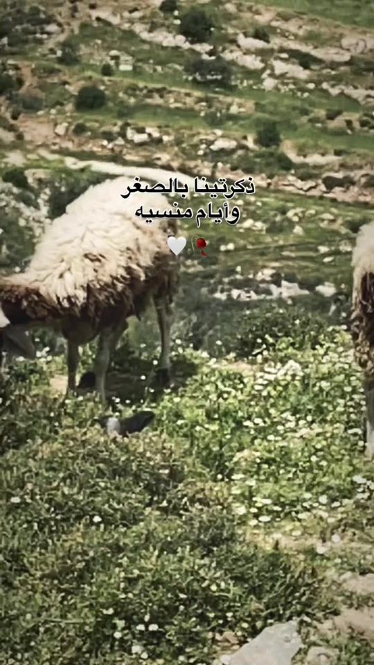 TikTok video thumbnail by aborakan1998