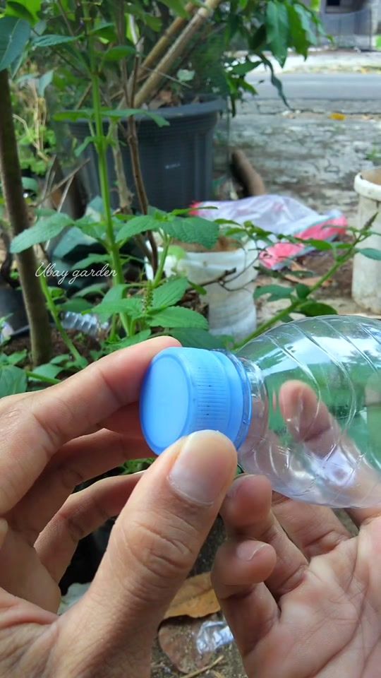 TikTok video thumbnail by ubay.garden