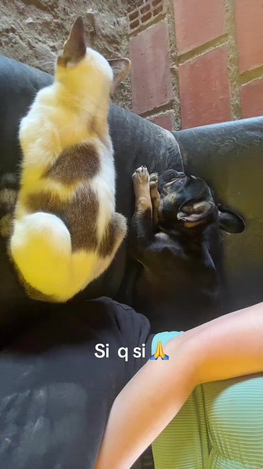 TikTok video thumbnail by paito_manrique