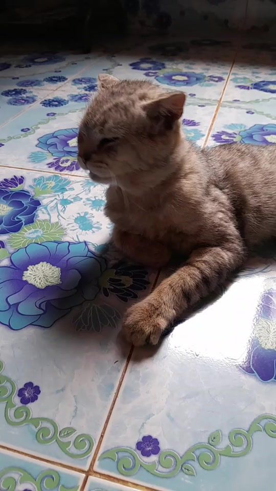 TikTok video thumbnail by ton.thanapol.tonk