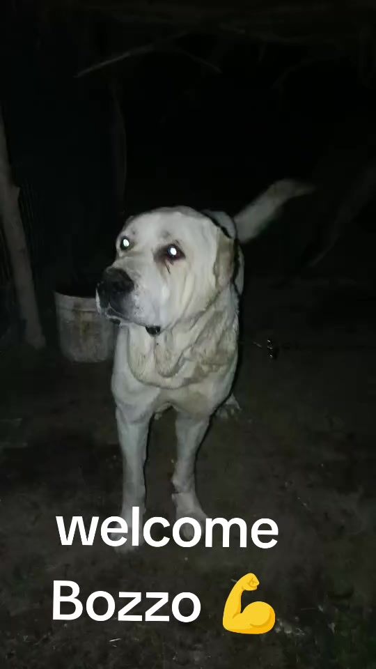 TikTok video thumbnail by petshop.lezhe