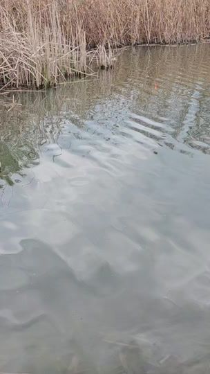 TikTok video thumbnail by pescarhoinarmd