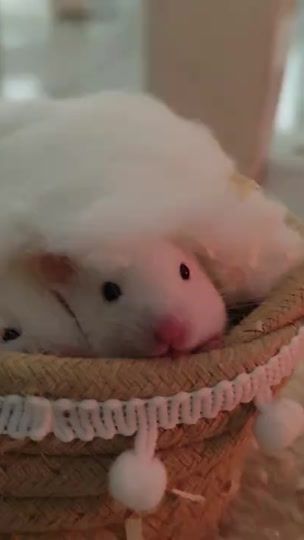 TikTok video thumbnail by hank_1109