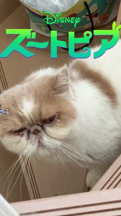 TikTok video thumbnail by user7725337140624