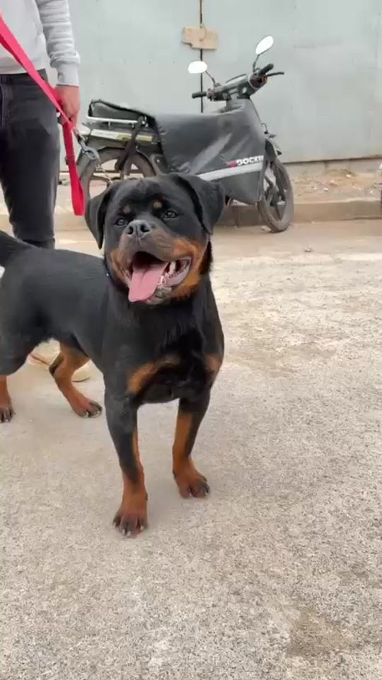 TikTok video thumbnail by 221virtualdogbreeding