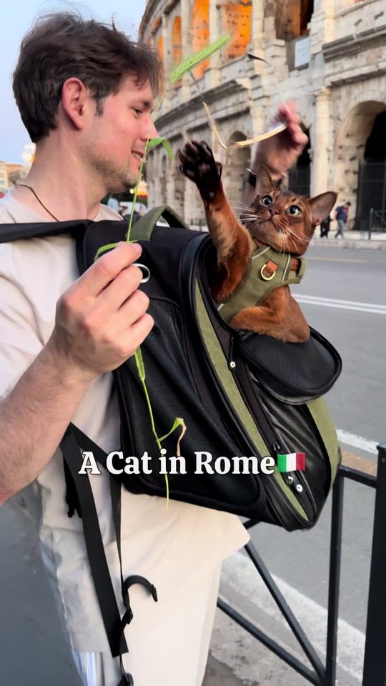 TikTok video thumbnail by sensej_cat