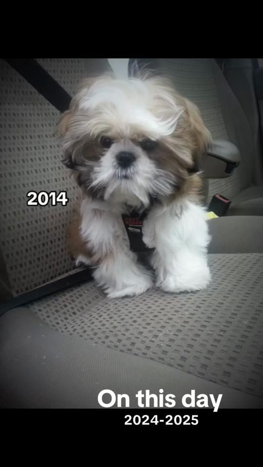TikTok video thumbnail by miketheshihtzu
