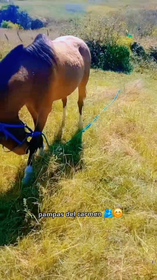 TikTok video thumbnail by dechi004
