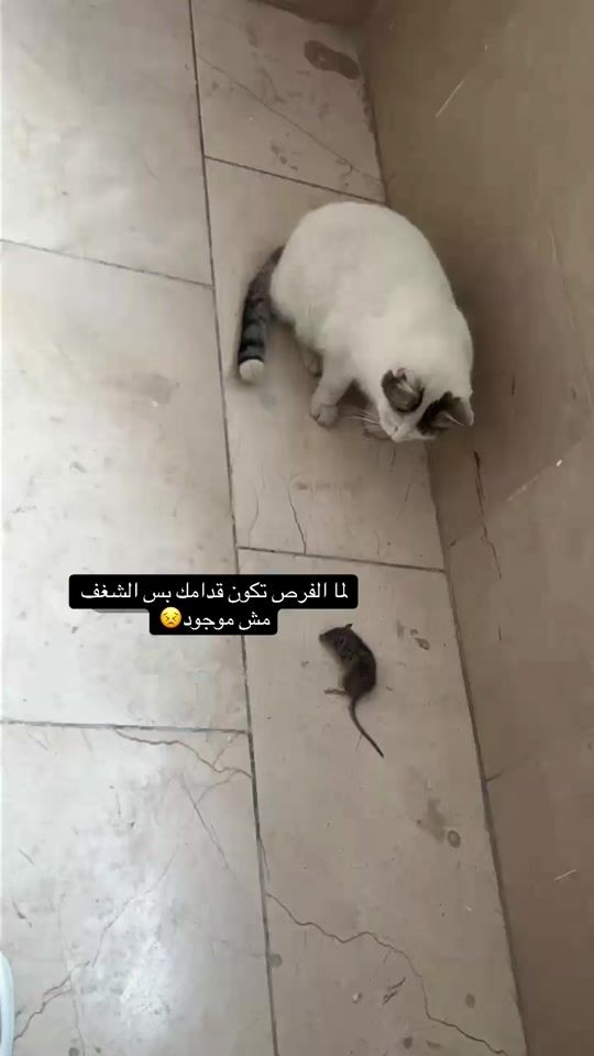 TikTok video thumbnail by m_cth