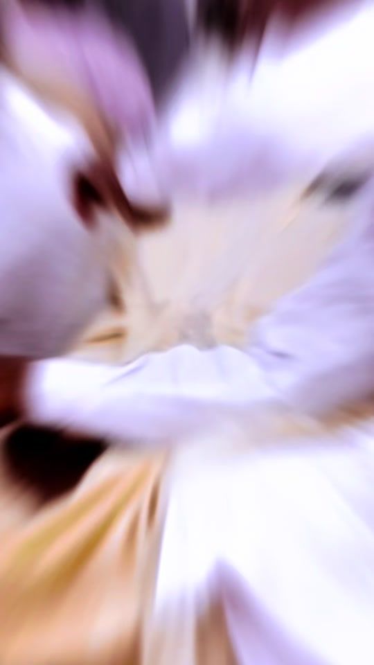 TikTok video thumbnail by bram_s032