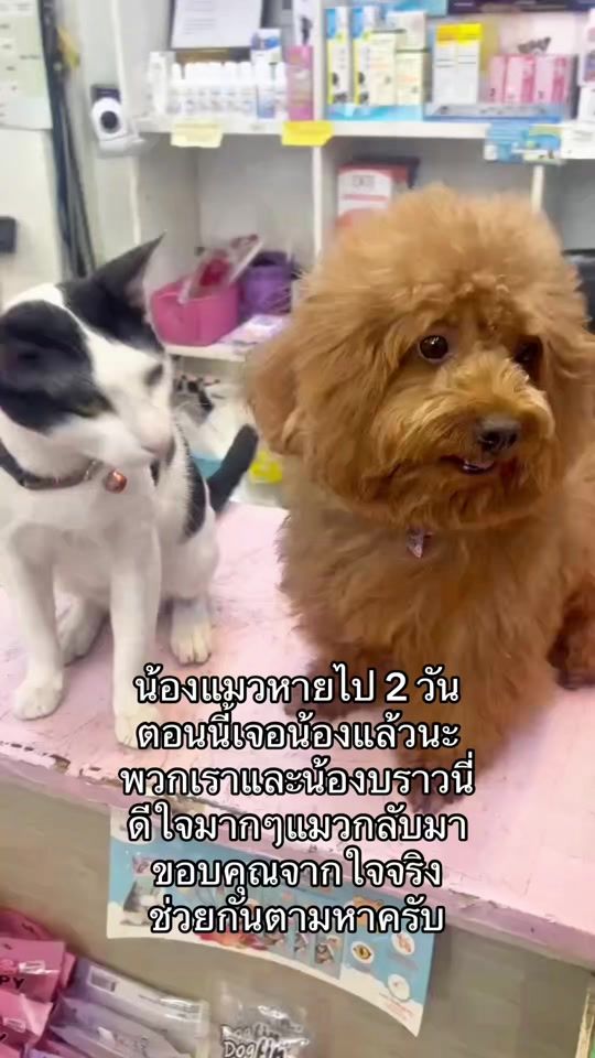 TikTok video thumbnail by brownydogpet