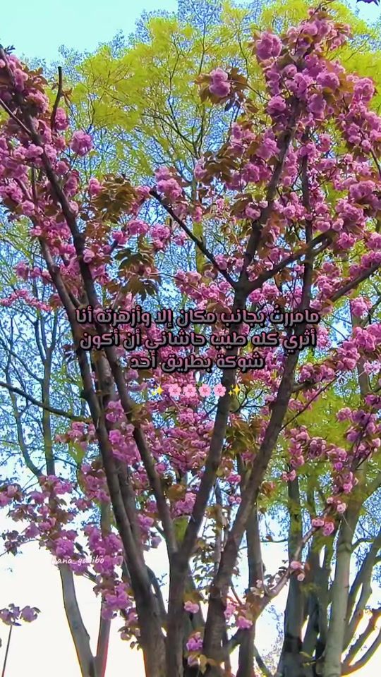TikTok video thumbnail by bana_garibo