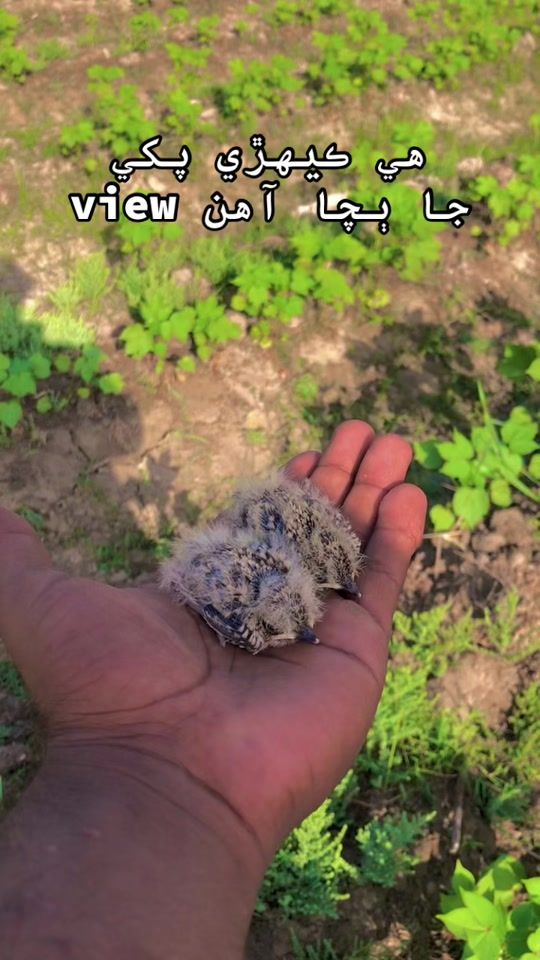 TikTok video thumbnail by farmer4680