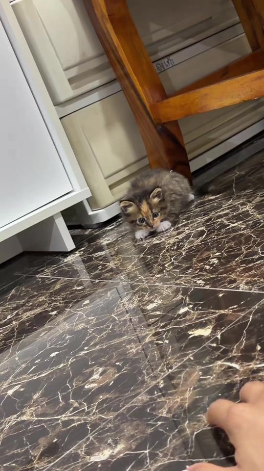 TikTok video thumbnail by emma_thaigirl19