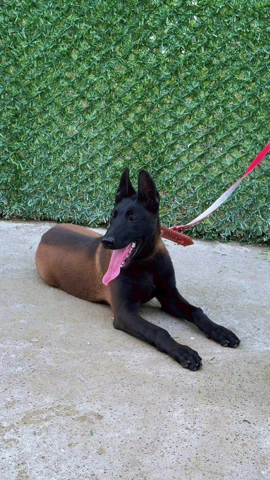 TikTok video thumbnail by belcika.malinoispuppy