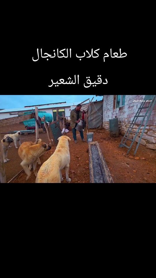 TikTok video thumbnail by ayad.elcaar