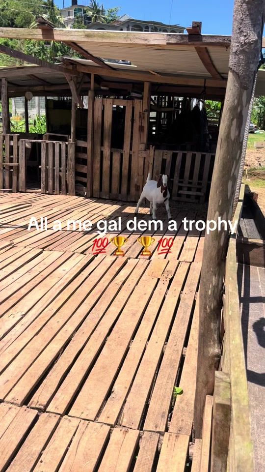 TikTok video thumbnail by velaro.farm