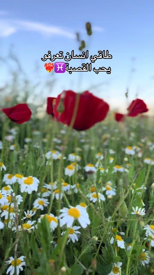 TikTok video thumbnail by isslam_bouchama