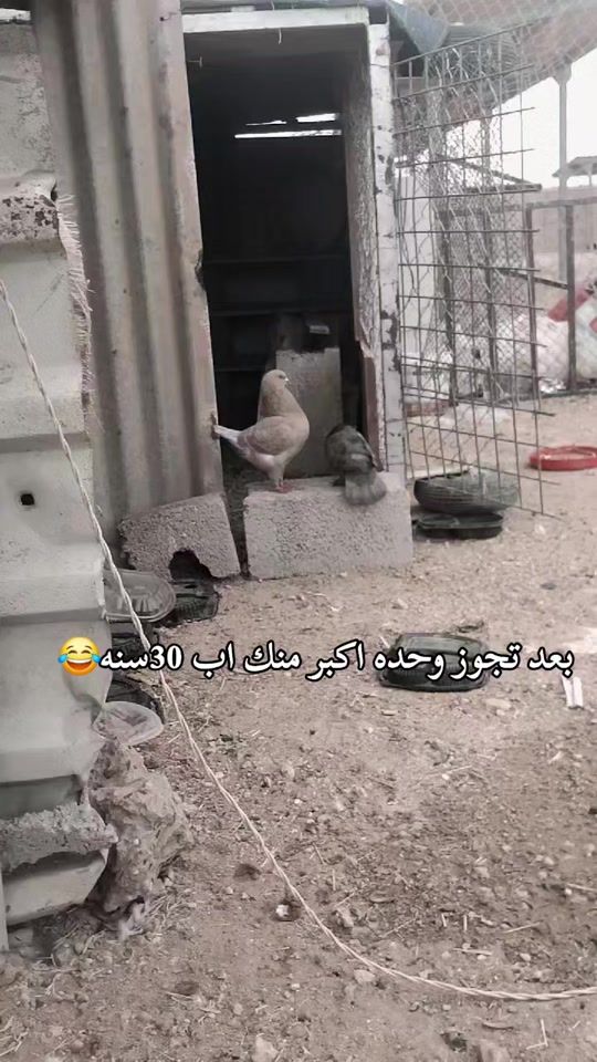 TikTok video thumbnail by soh_aibv8