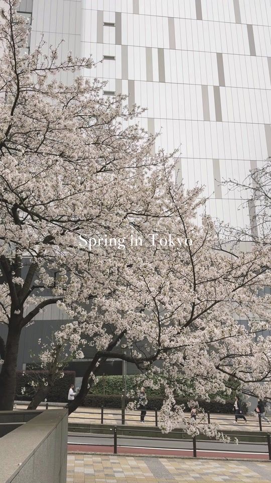 TikTok video thumbnail by gin_japan