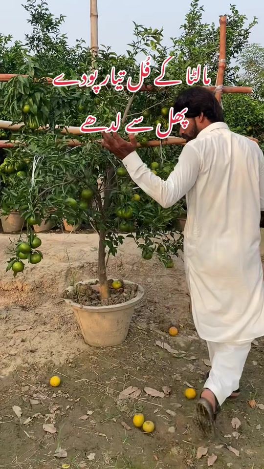 TikTok video thumbnail by jagmaal.nursry.pl