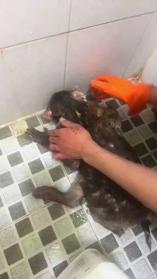 TikTok video thumbnail by aling.lpb