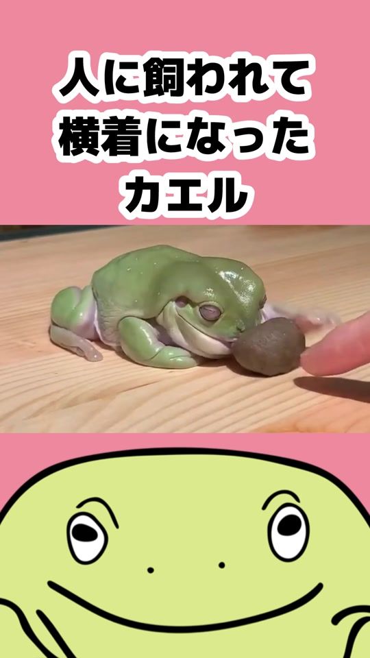 TikTok video thumbnail by mushi_frog