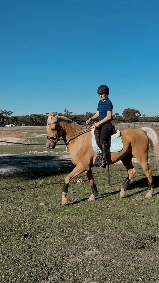 TikTok video thumbnail by equine.wilkinson