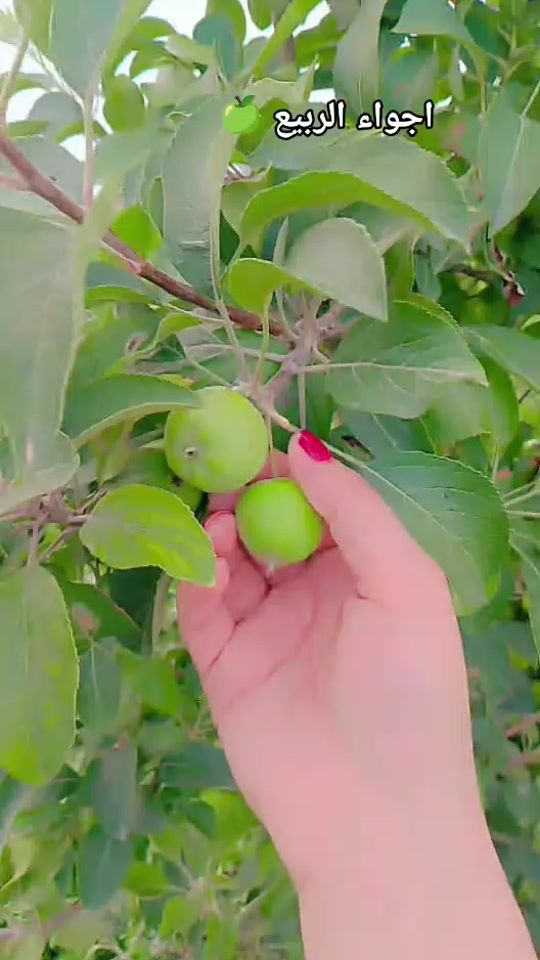 TikTok video thumbnail by zz_19955