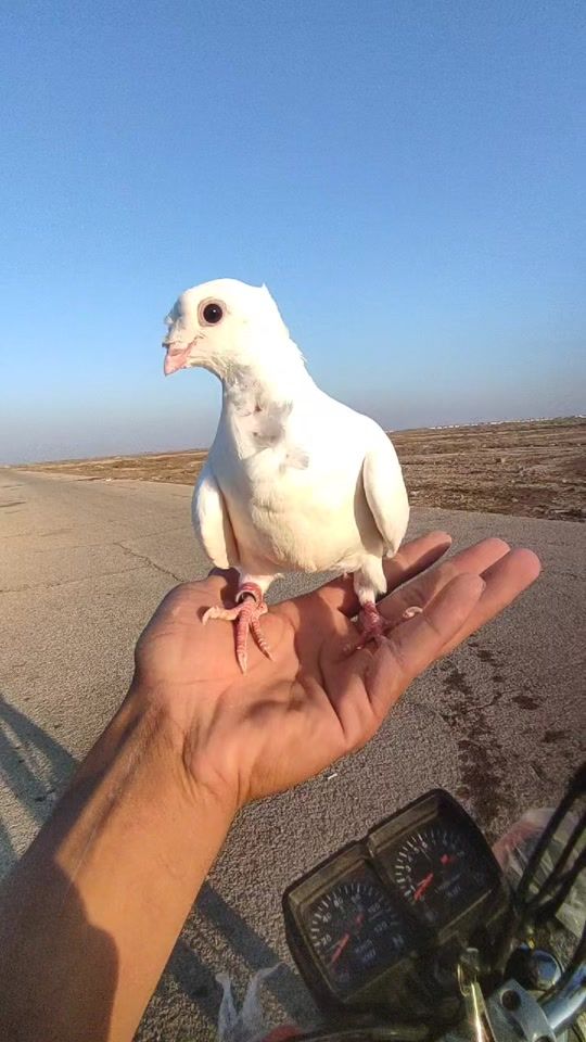 TikTok video thumbnail by 1hl8_