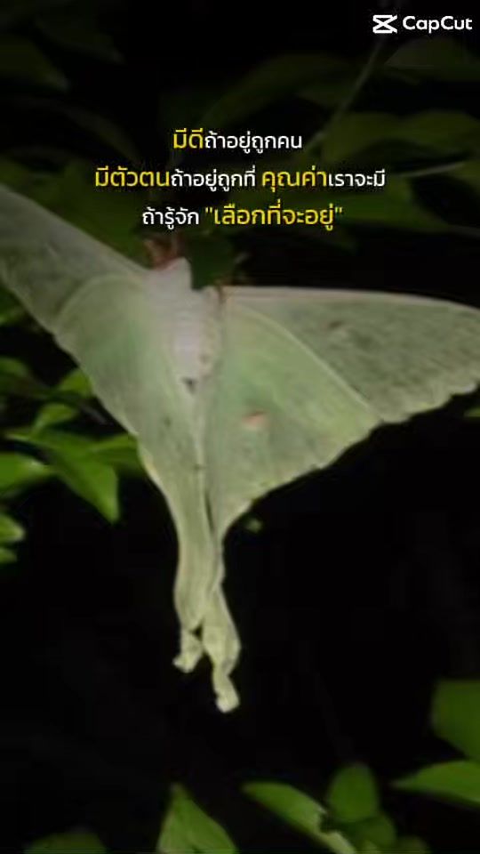 TikTok video thumbnail by pkomat