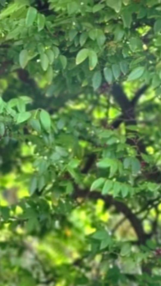 TikTok video thumbnail by queen_taurus1