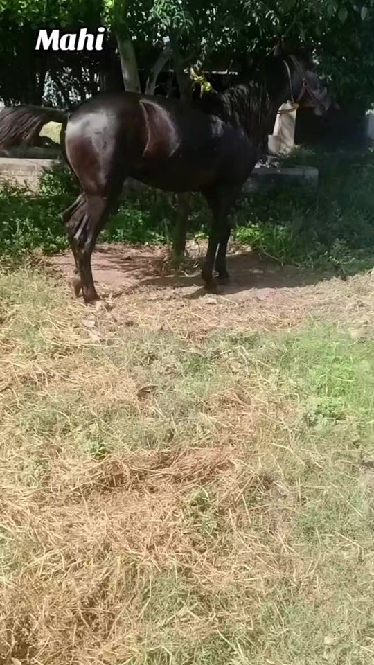 TikTok video thumbnail by hukamjutt5